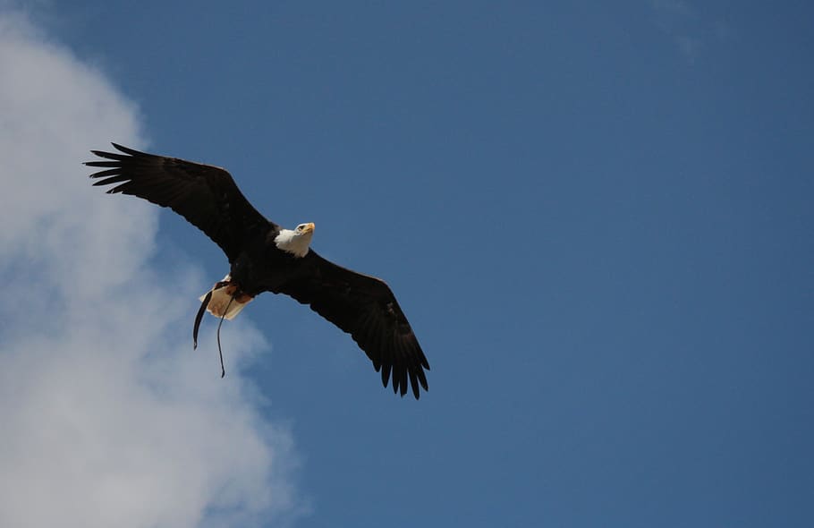 bald eagles, adler, bald eagle, wild bird, majestic, white tailed eagle, flying, plumage, flight, raptor