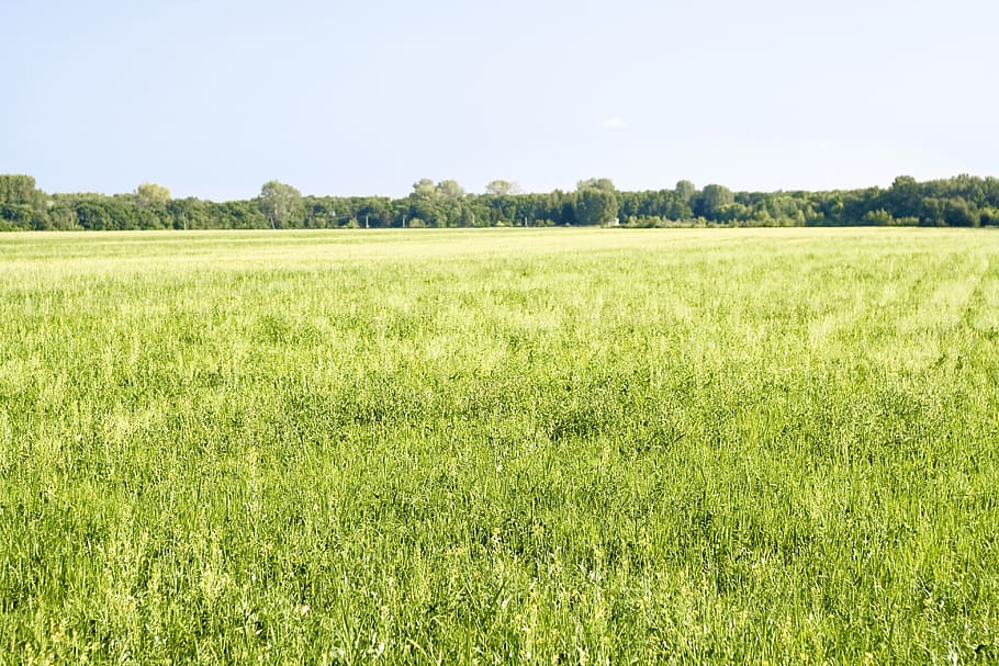 agriculture, area, background, bright, clear, environmental, farm, field, foliage, forest