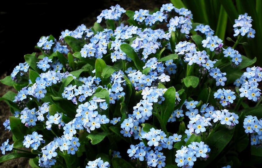 Página 5 | Fotos pequeñas flores azules libres de regalías | Pxfuel