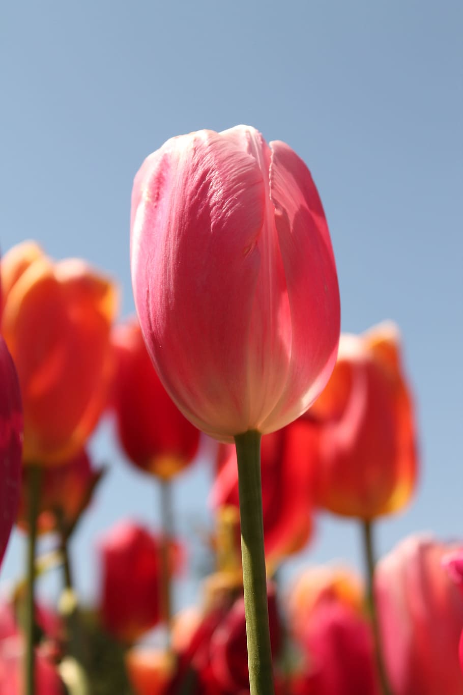 vermelho, flor tulipa flor, tulipa, festival, flor, fazenda, planta, vulnerabilidade, fragilidade, beleza da natureza