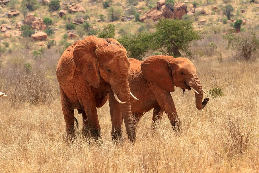elefante, manada de elefantes, áfrica, kenia, safari, mundo animal, naturaleza, desierto, sabana, paisaje