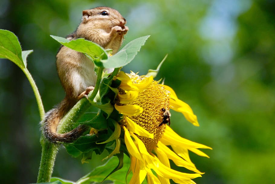 chipmunk, animal, sunflower, seeds, eating, nourishment, wild, cute, adorable, summer