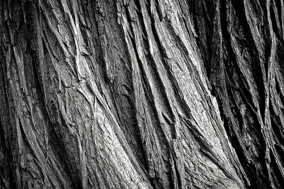 bark, texture, oak, old, tree, wood, wooden, woods, nature, textured
