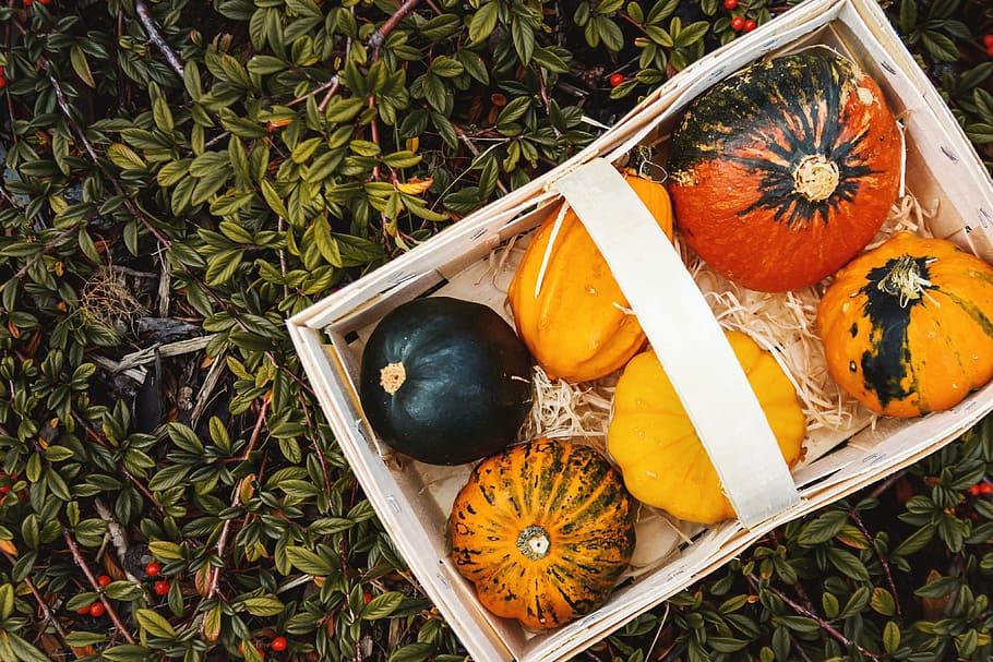 abóboras de outono, caixa, jardim., topo, vista., comida e bebida, abóbora, comida, vista de alto ângulo, alimentação saudável
