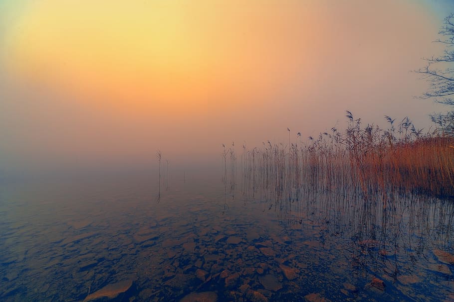 lake, fog, foggy, bank, water, nature, waters, mood, mirroring, sky