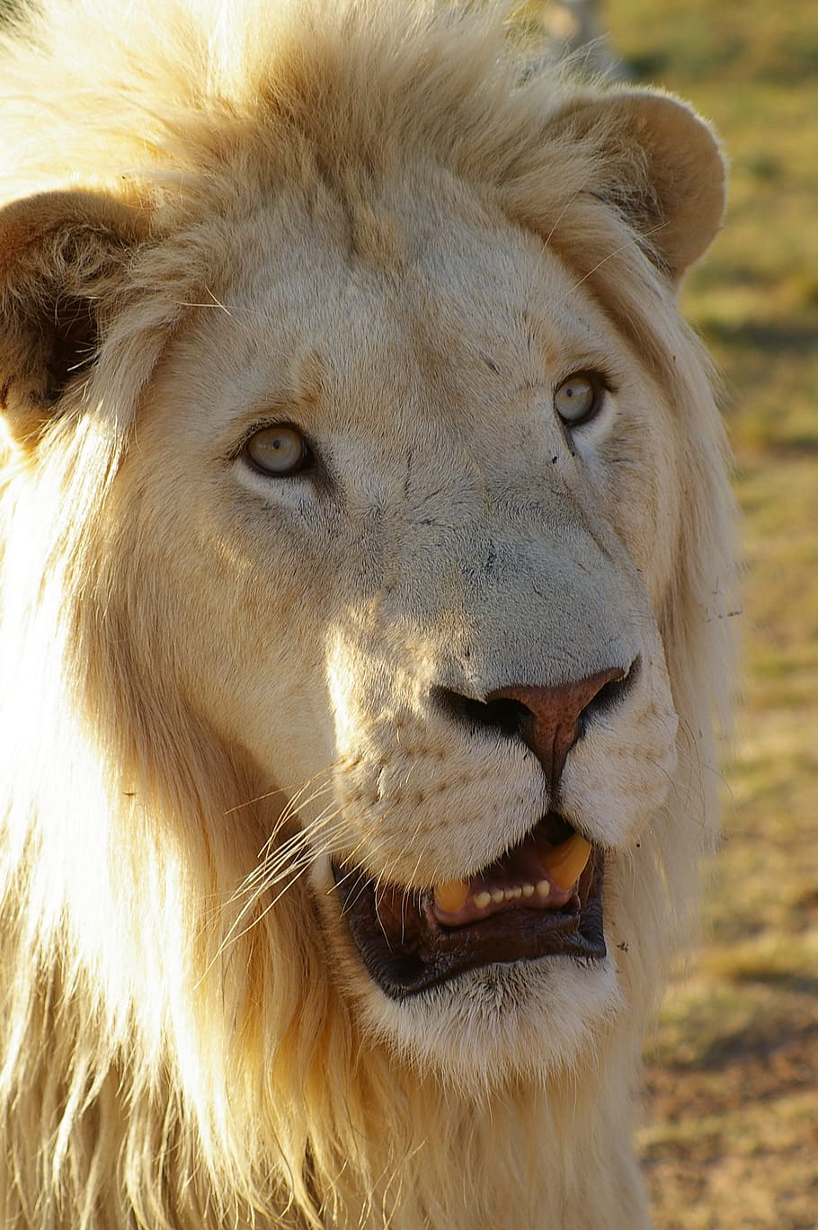 lion, white lion, animal, males, predator, mane, nature, big cat, cat, white