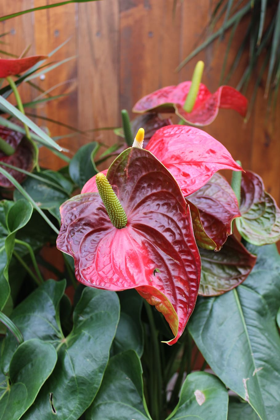 anthurium, houseplant, red, flower, bract, plant, tropical, flora, shiny, beauty in nature