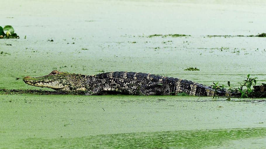 alligator, animal, bayou, water, marsh, louisiana, foam, plants, morning, quiet