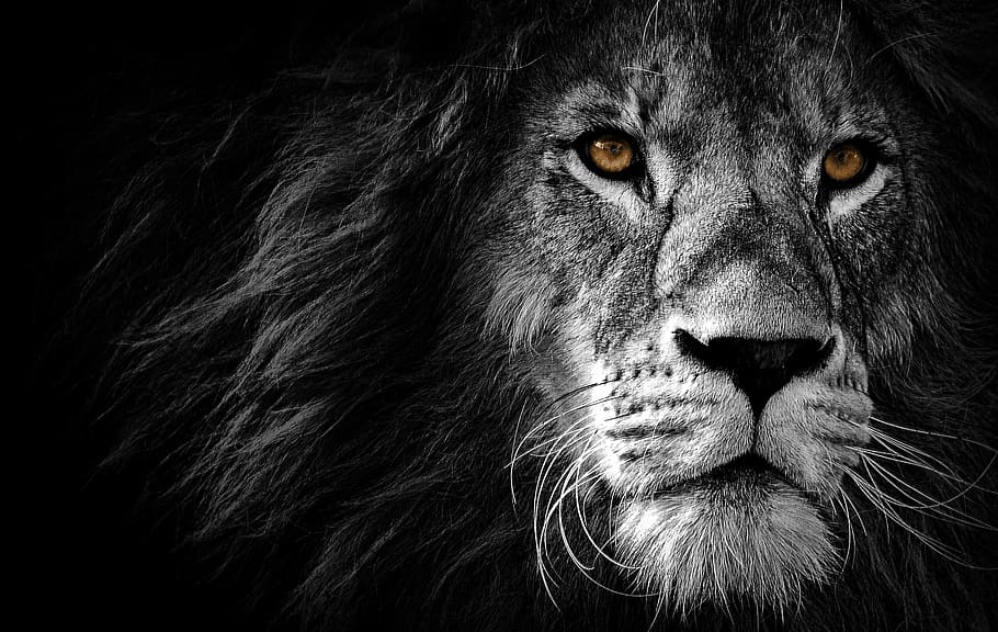 lion, animal, art, design, wild, wildlife, africa, nature, king, cat