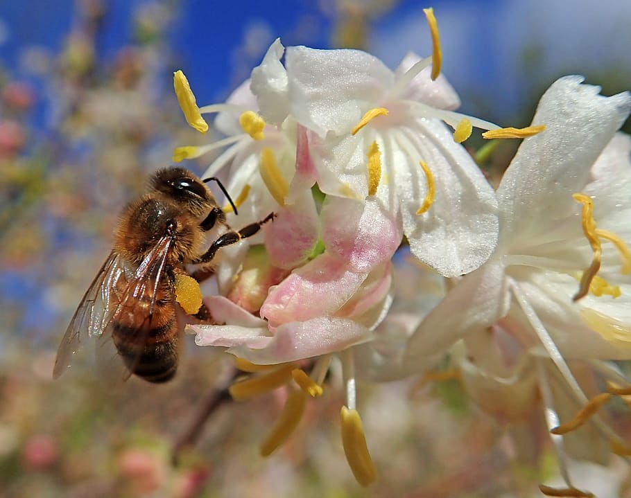 honey bee, insect, pollen, flowers, woodbine, nature, flower, flowering plant, petal, fragility