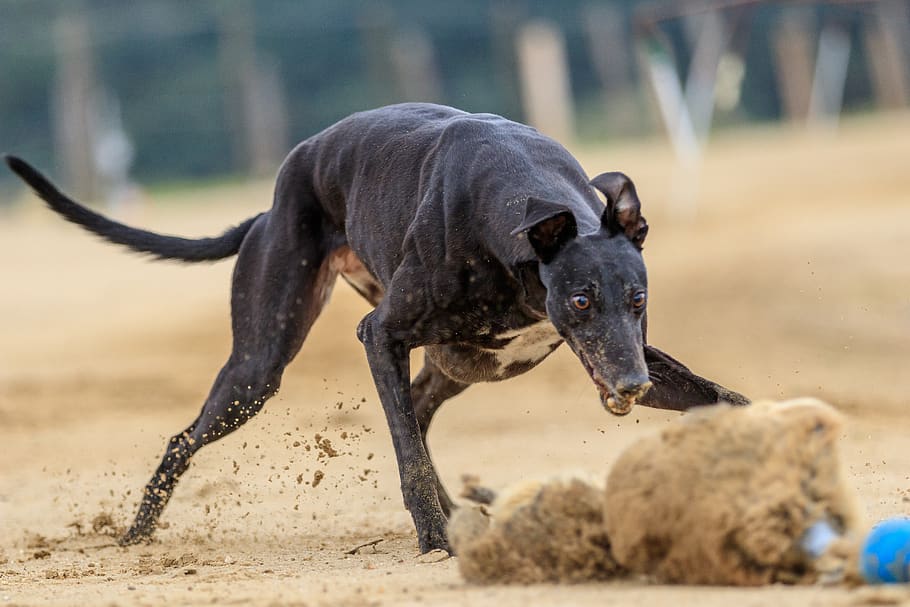 dog, dog racing, animal, race, run, sport, greyhound racing, pet photography, hundesport, racecourse