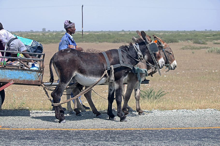 donkey cart, cart, donkey, car, harness, vehicle, transport, passengers, locals, africa