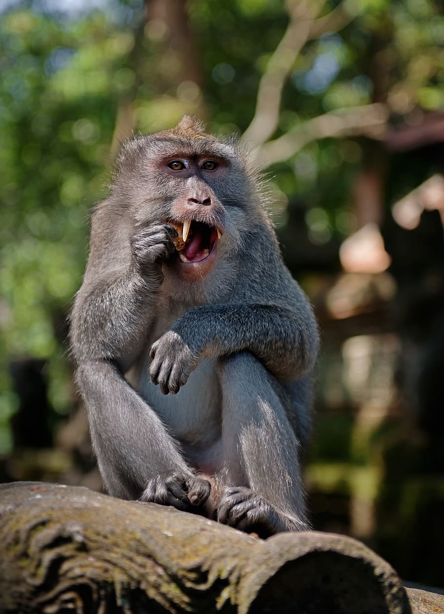 macaco, primata, mundo animal, mamífero, selvagem, natureza, selva, babuíno, sente-se, dente