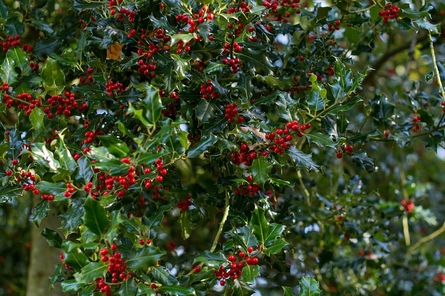 holly, tree, christmas, red, nature, holiday, decoration, winter, green, festive