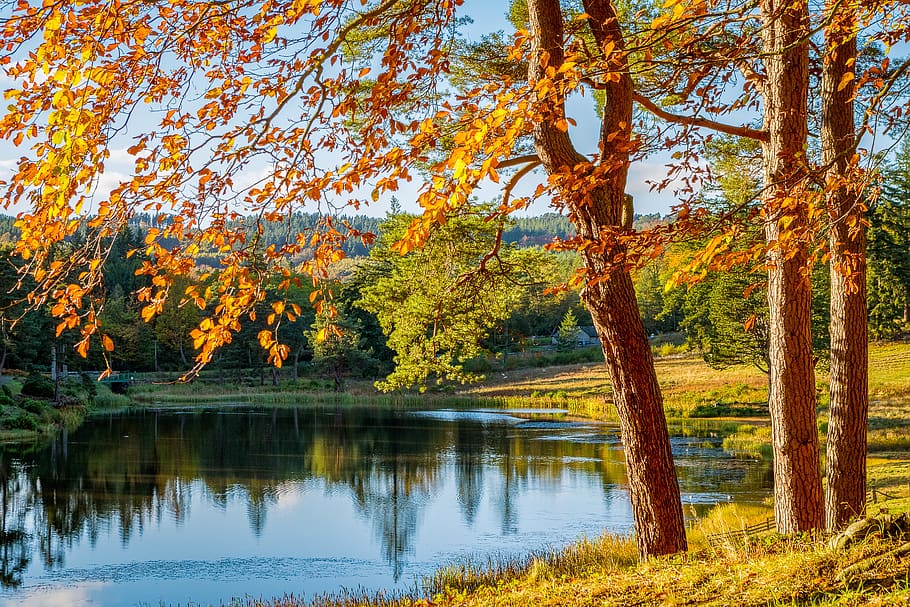 musim gugur, pohon, danau, alam, lanskap, daun, sinar matahari, suasana hati, pencahayaan, cerah