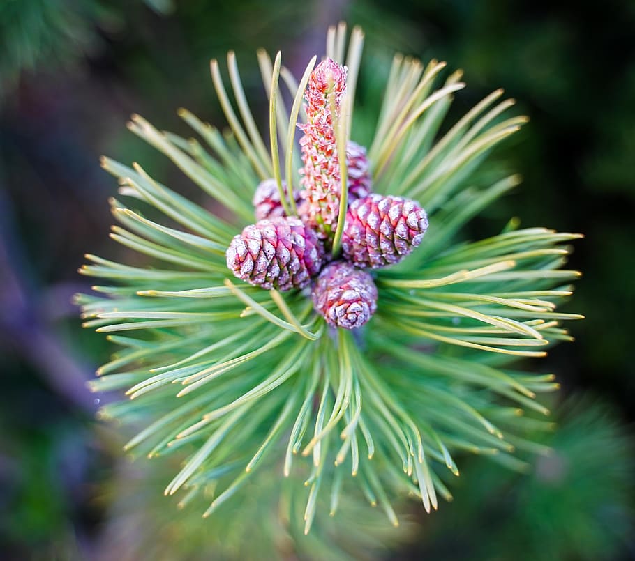 tap, pine cones, needles, pine needles, spruce, bud, growth, green, brown, fir tree