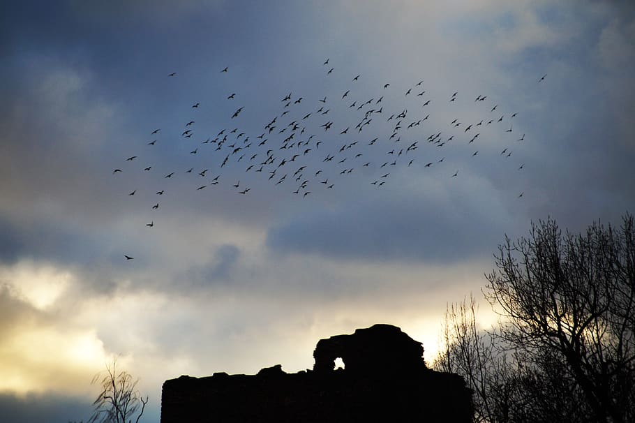 birds, covey, a bevy of, silhouette, flying, sky, heaven, castle, ruins, flight