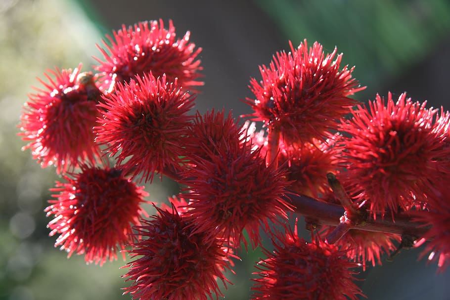 red, thistle, spur, bright, castor oil plant, wonder tree, close-up, growth, plant, flower