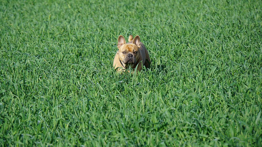 bulldog francés, campo, verde, perro, animal, hierba, prado, atención, naturaleza, matón