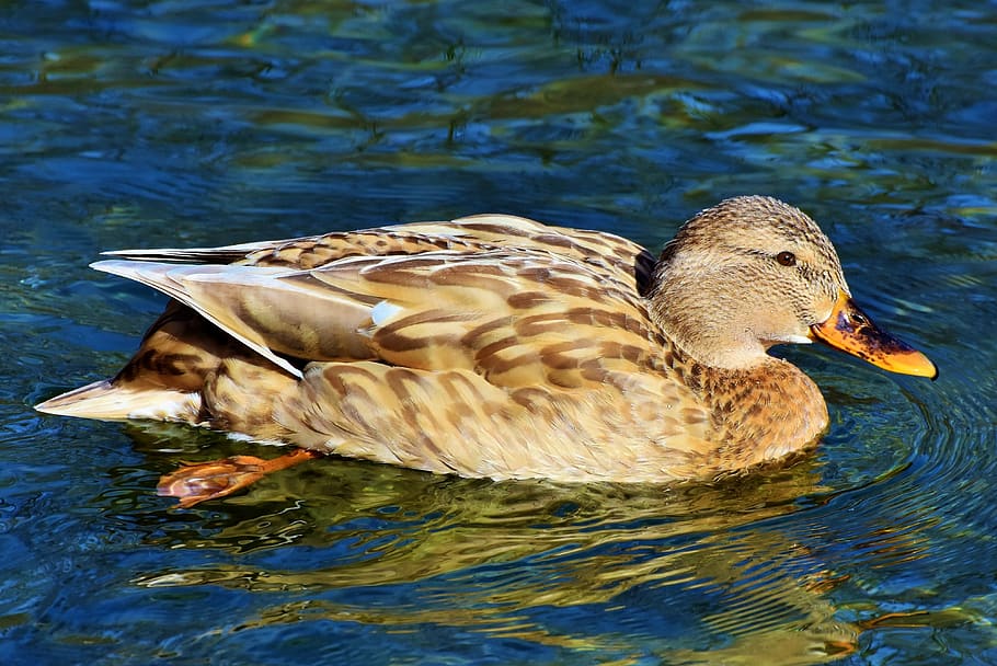 pato, ánade real, ave acuática, pájaro pato, proyecto de ley, aves de corral, nadar, agua, pájaro, lago