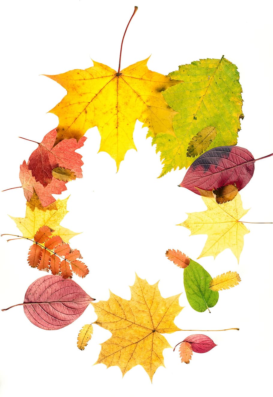 outono, quadro, outonal, fundo, cor, colorido, seco, isolado, folha, laranja