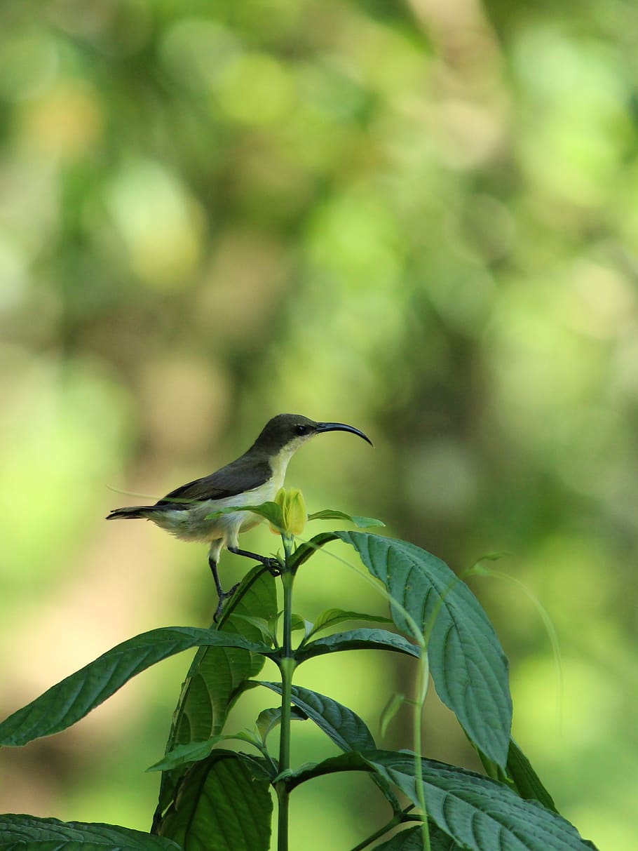 sunbird, bird, avian, small, female, standing, purple, yellow, green, grey