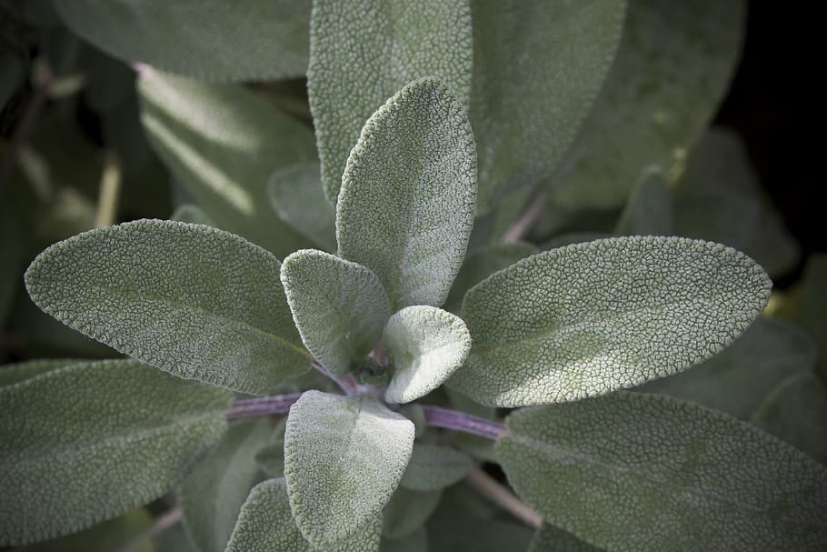 sage, spice, culinary herbs, plant, garden, medicinal plant, nature, aroma, taste, eat