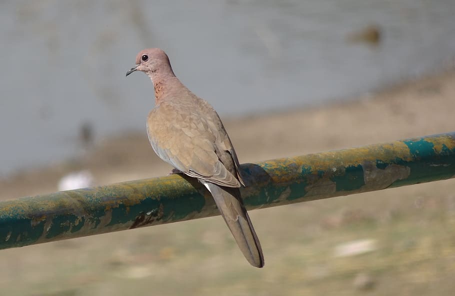 bird, dove, laughing dove, little brown dove, fauna, ornithology, india, vertebrate, animal themes, animal