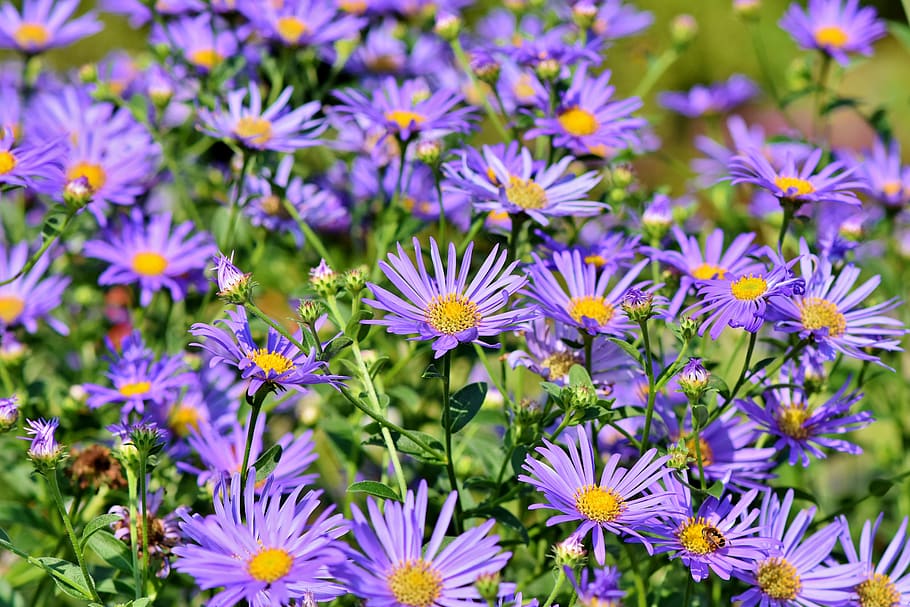 aster, compuestos, púrpura, violeta, flor, floración, asteraceae, planta, jardín, naturaleza