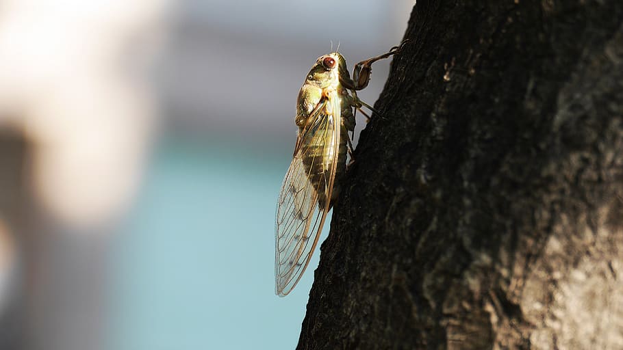 cicada, insects, summer, nature, wing, cries, korea, this type, animals in the wild, animal wildlife