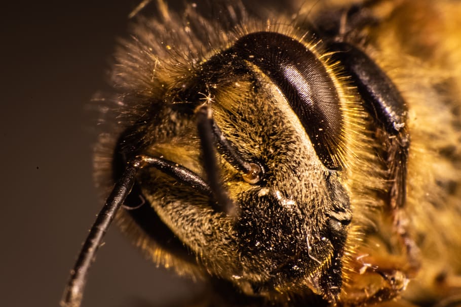 abelha, inseto, composto, close-up, macro, temas animais, animal, um animal, animais selvagens, parte do corpo animal