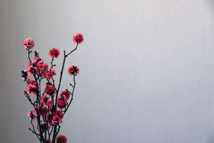 bunga, latar belakang, wallpaper, desktop, tekstur, desain, merah muda, tanaman berbunga, menanam, kesegaran