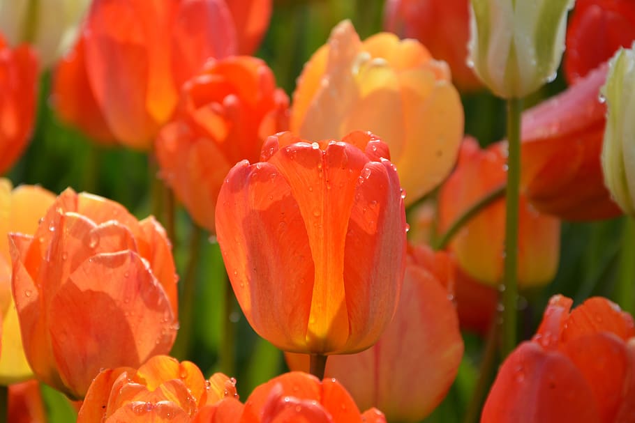 tulipanes, rojo, macro, color vivo, naturaleza, primer plano, primavera, planta, detalle, flor