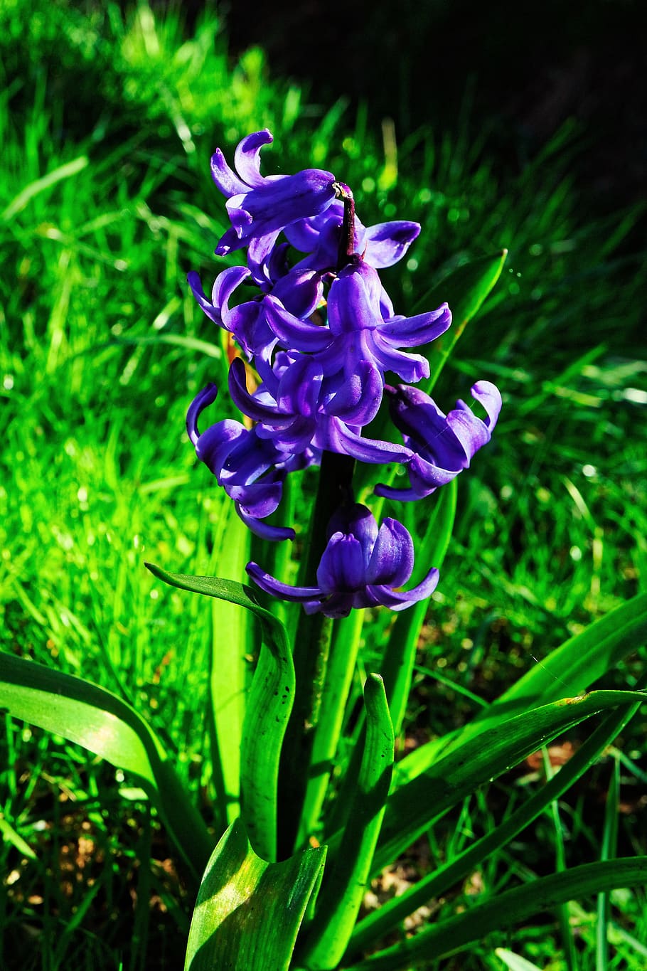 hyacinth, flower, blossom, bloom, spring, nature, plant, purple, violet, flowering plant