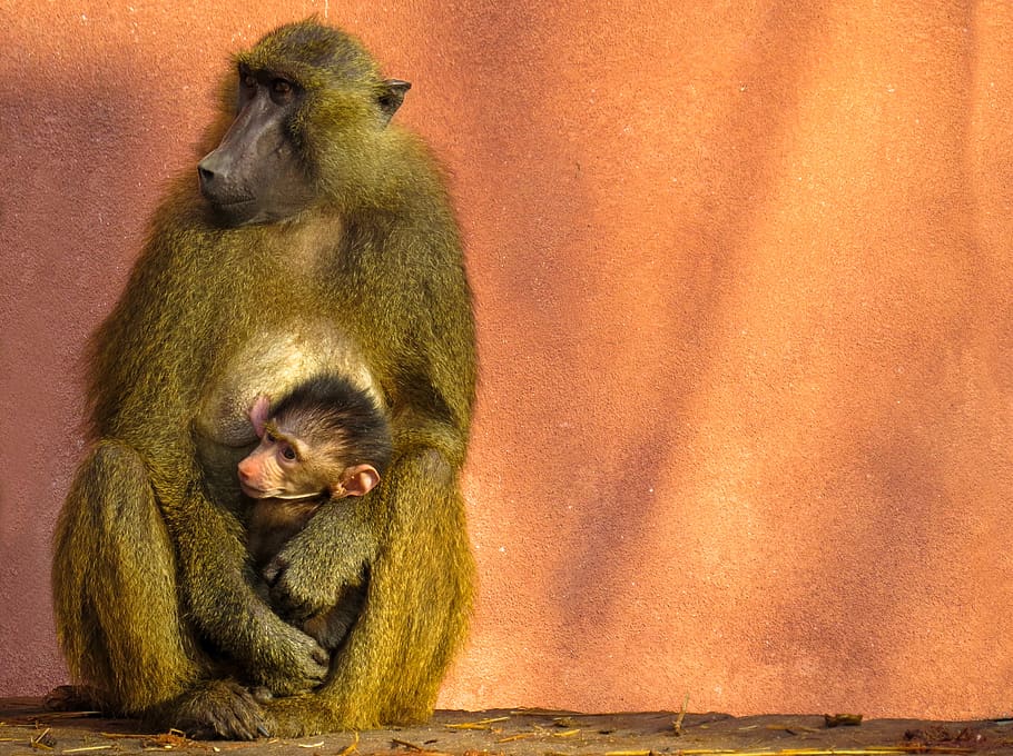 animal, ape, baboon, sphinx-baboon, family, mother and child, sit, cohesion, group, community