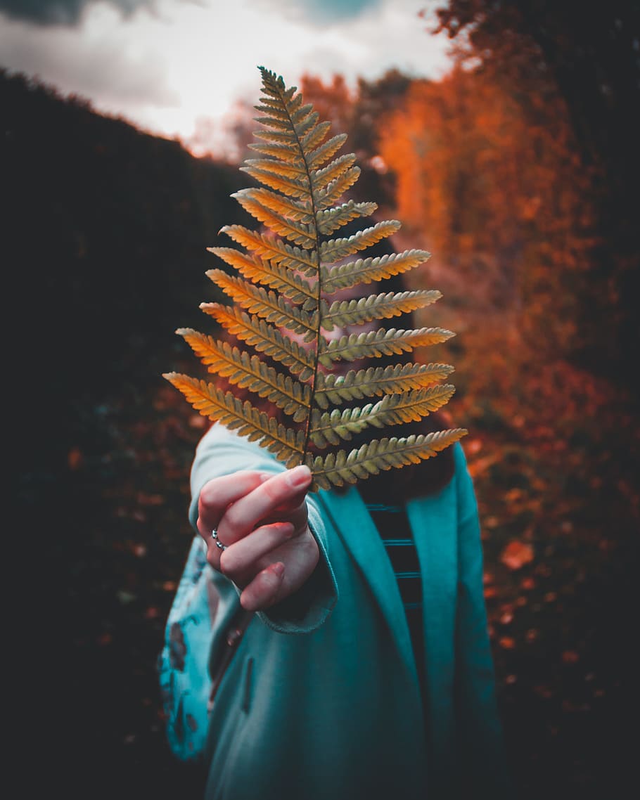 woman, holding, fern, leaf, autumn, fall, forest, wood, people, person