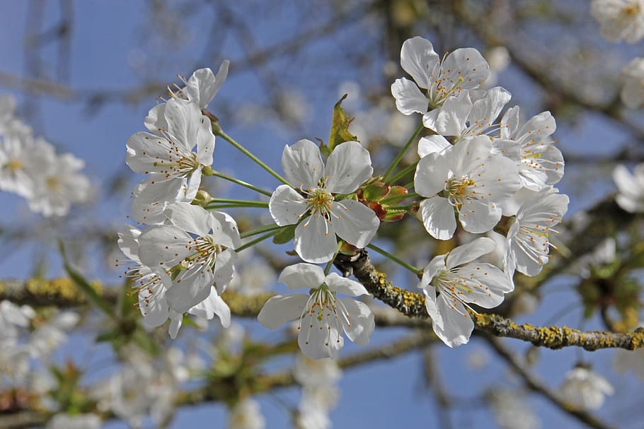 flores de cerezo, flores, arbol, primavera, fondo, naturaleza, rama,  apogeo, cerezo, blanco | Pxfuel