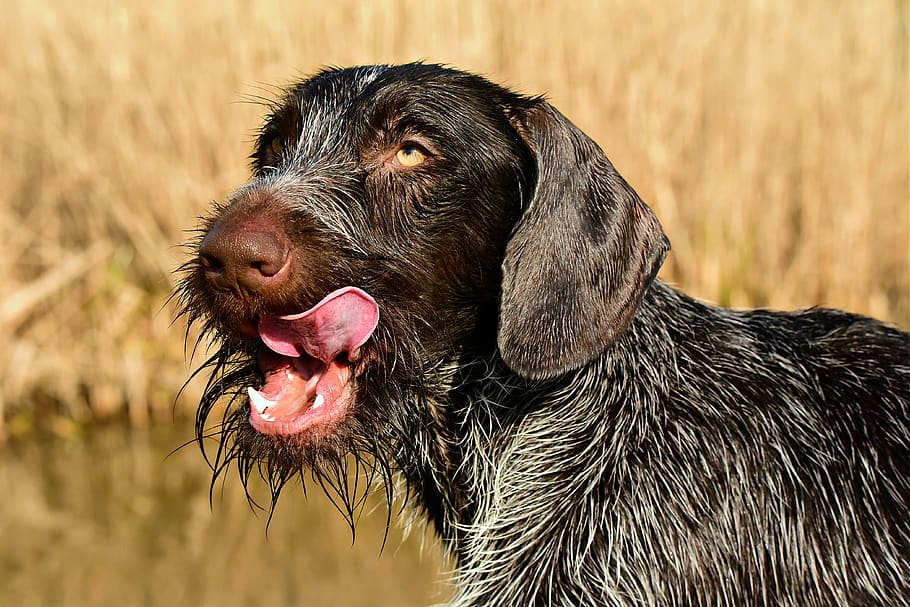 german wire haired pointer, dog, canine, animal, mammal, head, nose, tongue, fang, eye