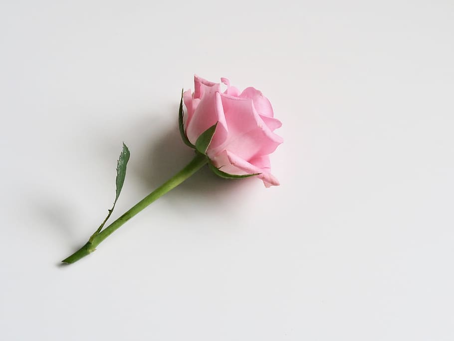 single, pink, rose, white background, flowers, fauna, wallpaper, flower, plant, flowering plant