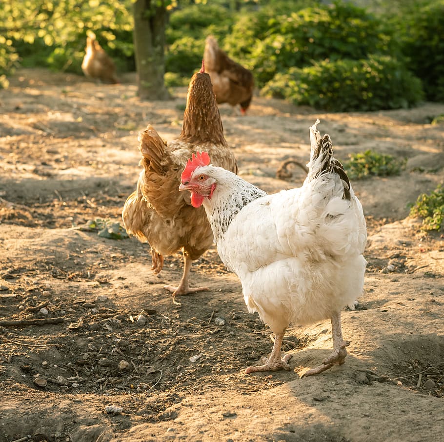 chickens, spout, poultry, outdoor, country life, agriculture, nature, animals, mother hen, lighting