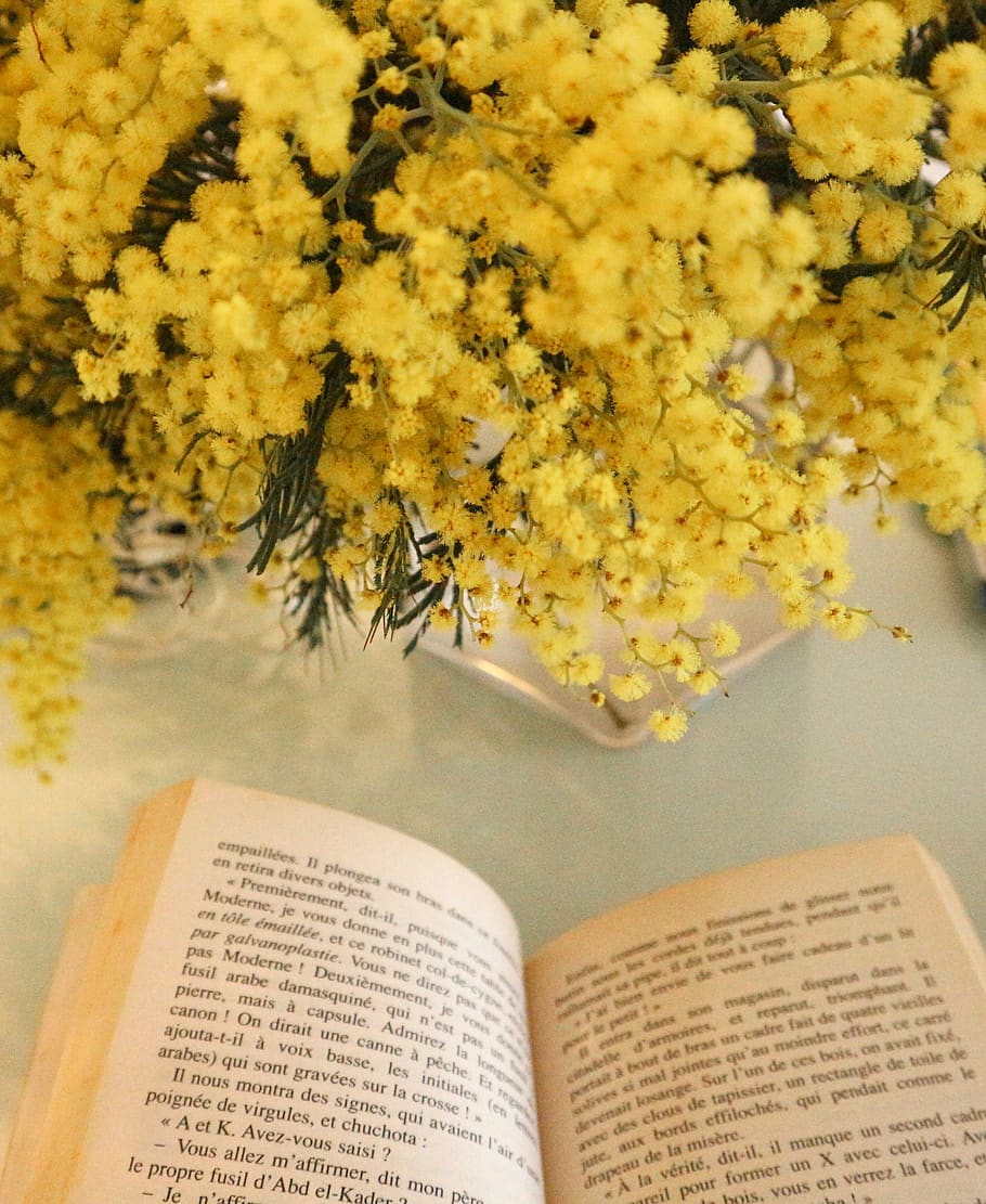 mimosa, buku, kuning, tua, bunga, membaca, belajar, halaman, kertas, teks