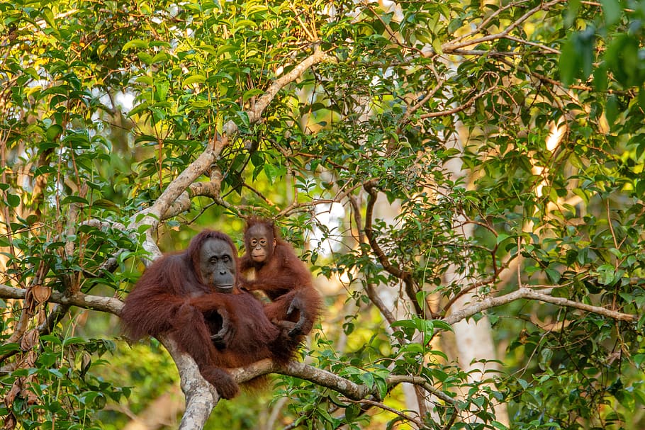 orangotango, mãe, mamífero, criança, macaco, primata, bornéu, laranja, selvagem, animais selvagens