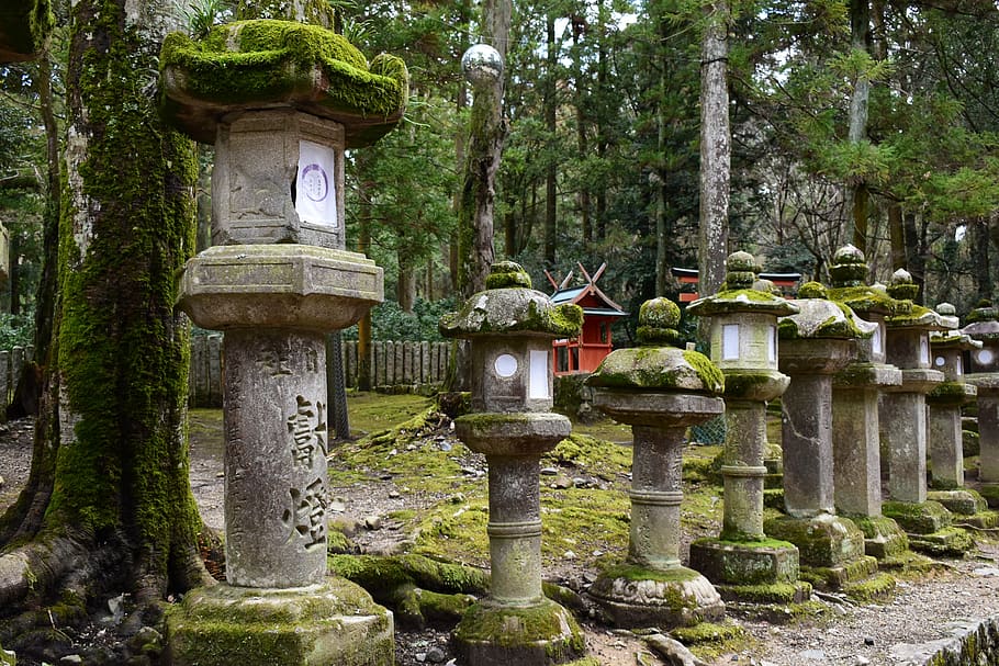 japan, nara, stone lantern, moss, shrine, tree, plant, day, art and craft, nature
