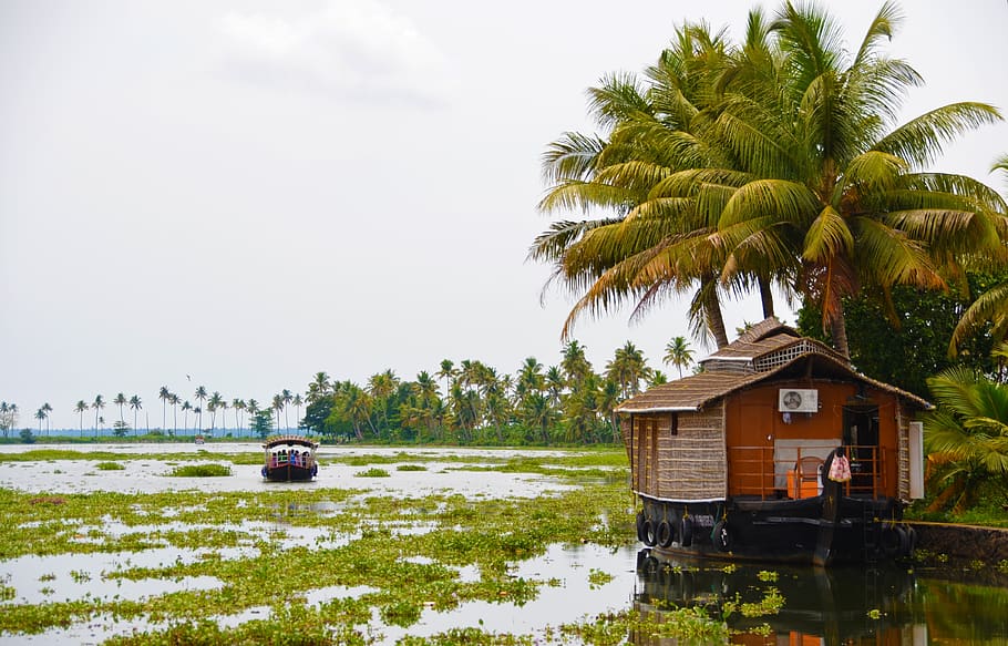 backwaters, india, cochin, boat, house boat, tree, plant, palm tree, mode of transportation, transportation