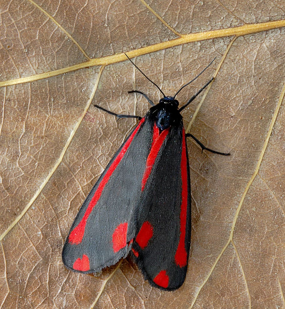 moth, cinnabar, red, black, pattern, insect, summer, uk, bright, meadow