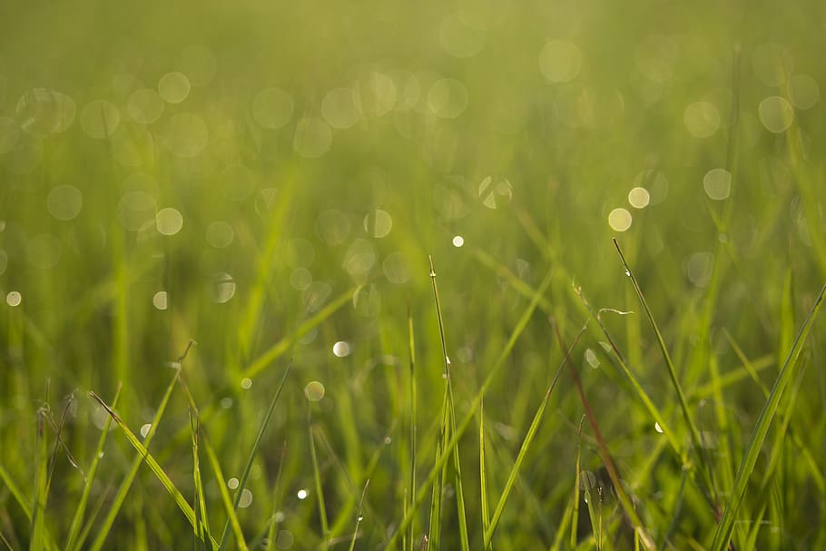 bokeh, greenspace, grass, backyard, yard, lawn, water drops, dew, mornings, ground