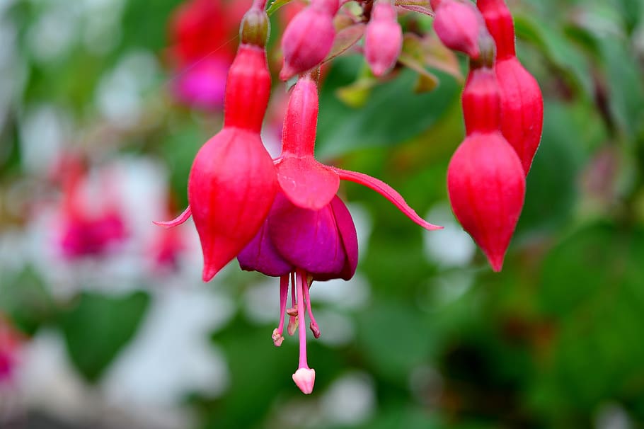 fuchsia, blossom, bloom, flower, close up, nature, plant, beauty in nature, flowering plant, growth