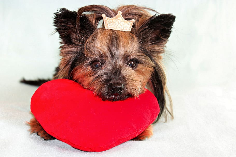 yorkshire terrier, dog, heart, canine, pets, one animal, domestic, domestic animals, mammal, portrait