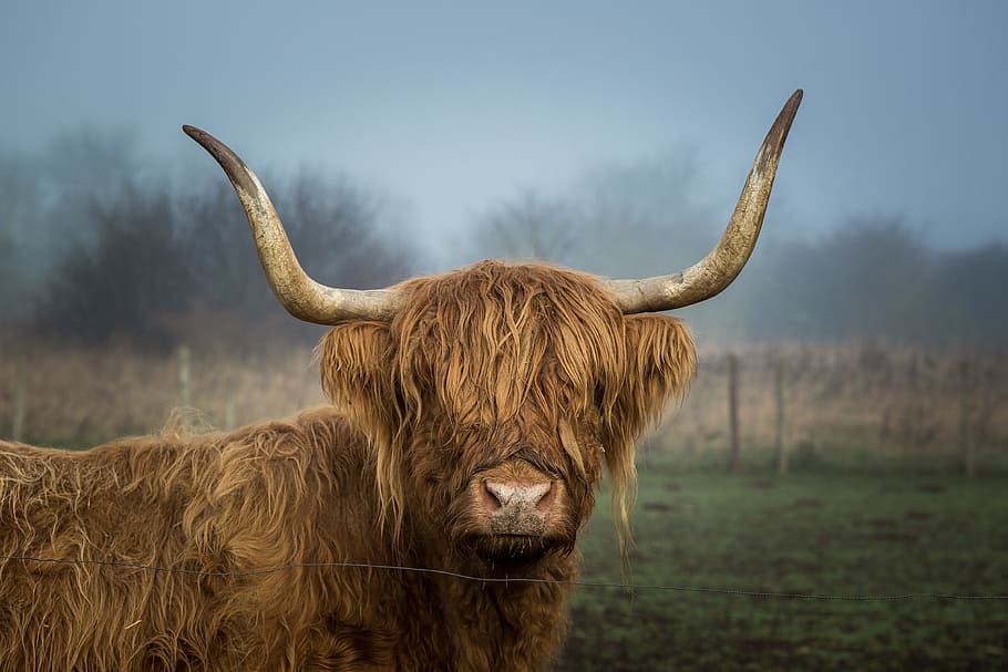 highland, cow, field, farm, animal, horns, hairy, cloudy, stare, look