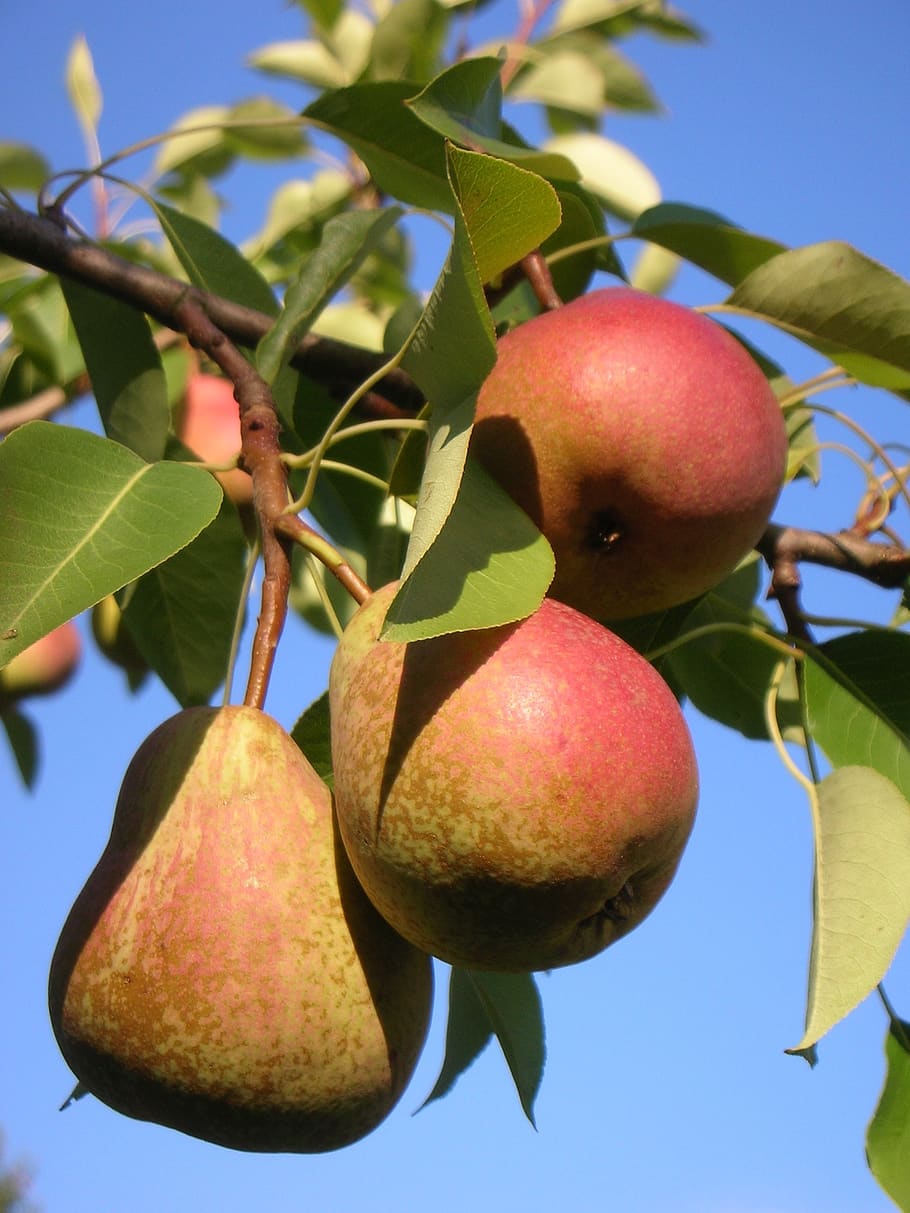 pear, harvest, mature, fresh, sweet, a delicious, tree, often, leaf, blue